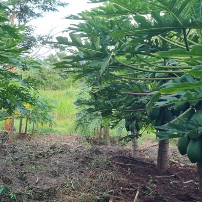 Papaya orchard showing productive farm irrigation